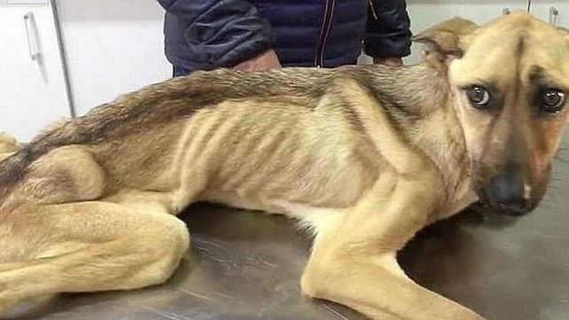 Una historia canina erizó la piel de los fanáticos de YouTube.
