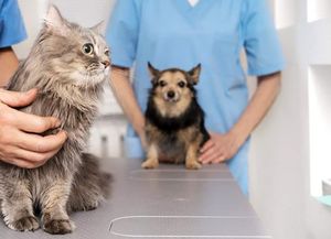 Mendoza reglamentó el uso de cannabis medicinal para animales
