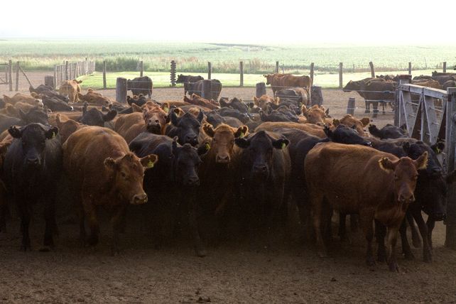 Un plan del Senasa contra la brucelosis desató controversia en sectores del agro