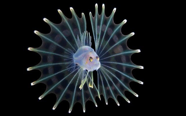 Pez león larval de Steven Kovacs (EE. UU.), captura en Palm Beach, Florida.