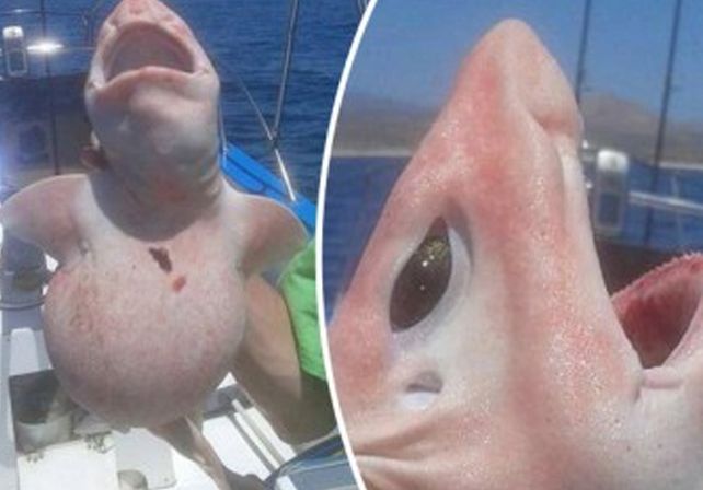 Sacaron un pez del agua y quedaron helados: las fotos del extraño ejemplar