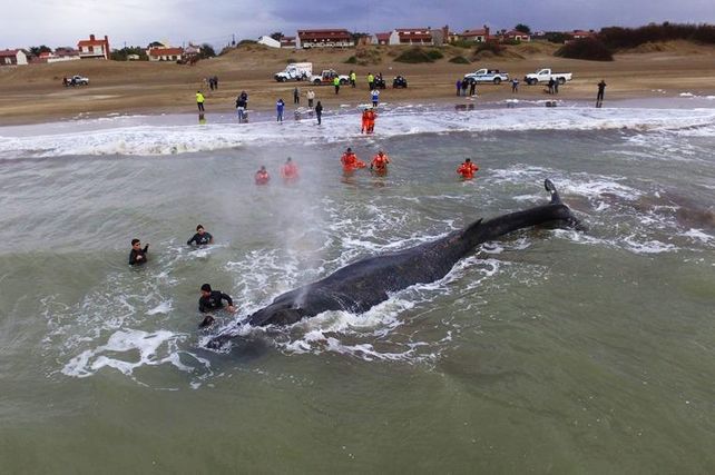 Una ballena encalló frente a la costa de Mar del Tuyú.&nbsp;
