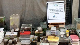 Vendía especies exóticas por correo: encontraron en su casa 172 arañas