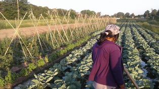 (C)Peligra la producción agroecológica de la ciudad de Santa Fe