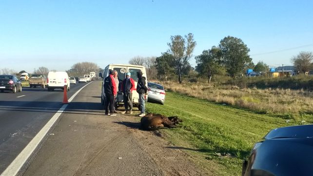 Un caballo suelto causa un choque múltiple en la autopista a Santa Fe
