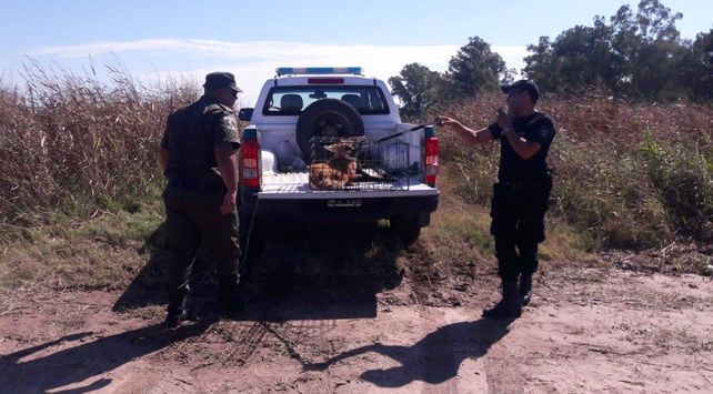 Luego de ser resguardado fue dejado en libertad.