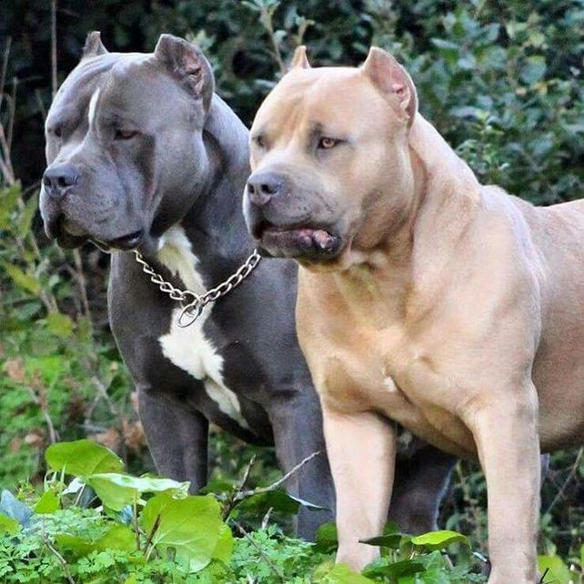 Perros peligrosos: una especialista hace eje en la educación y los límites