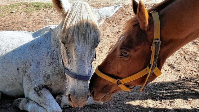 Feria solidaria: No Más TAS invita a colaborar con el rescate y protección de caballos en Paraná