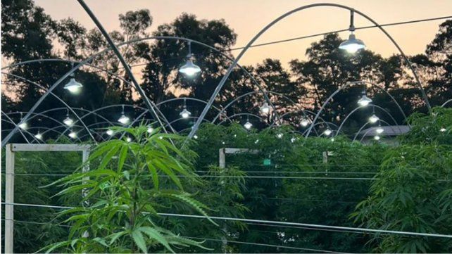 Se construirá un invernadero para cannabis medicinal en la FCA de Esperanza