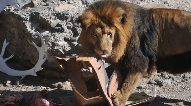 Murió el león africano que se exhibía en el zoológico de Mendoza