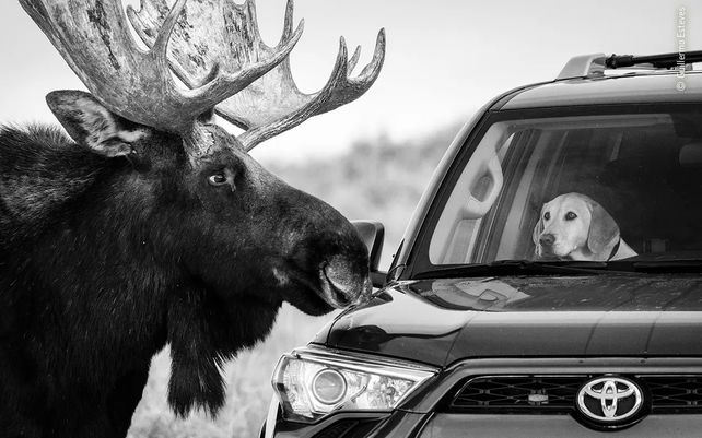 Vida silvestre 2020, lo mejor en imágenes