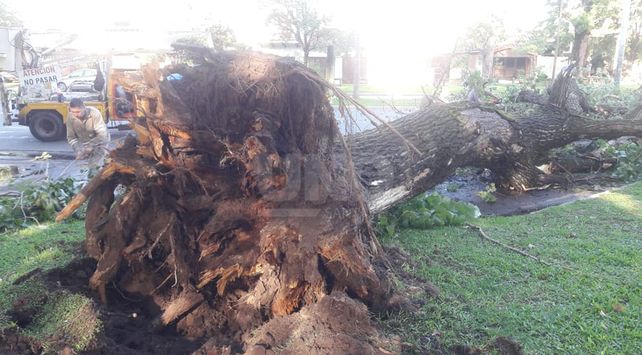 ARBOL 1