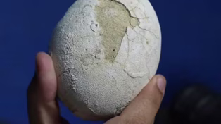 Estos investigadores habían descubierto el año pasado la garra del dinosaurio Bonapartenykus ultimus