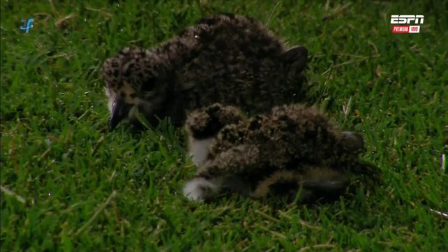 Los pequeños pichones de tero a los que Burián les salvó la vida.