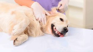 Durante este año se realizaron 31 jornadas de castraciones, 1.040 vacunaciones de animales, 1.080 aplicaciones de vacunas antirrábicas y cuatro jornadas de concientización en instituciones educativas.&nbsp;
