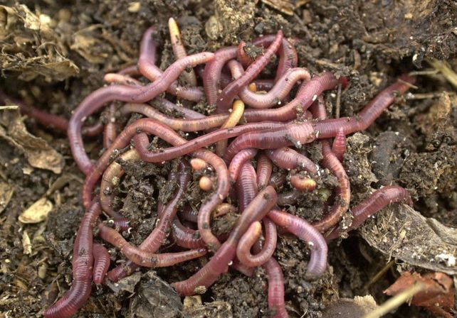 ¿Comerías galletitas de harina de lombriz?