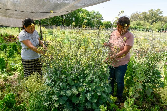 Huertas urbanas: el lugar donde la vida vuelve a brotar