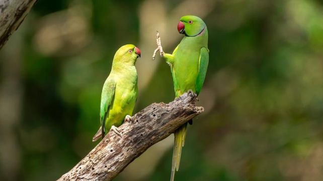 Las divertidas imágenes  del Comedy Wildlife Photography Awards 2020