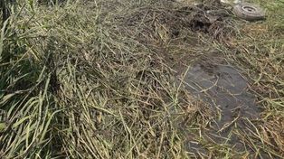 Cayó un avión fumigador y el piloto salvó su vida con una osada maniobra