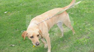 Perros peligrosos: “Todos los perros deben salir a la calle con collar y correa”