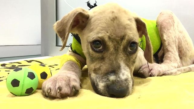 La transformación del perro que fue bañado en pegamento