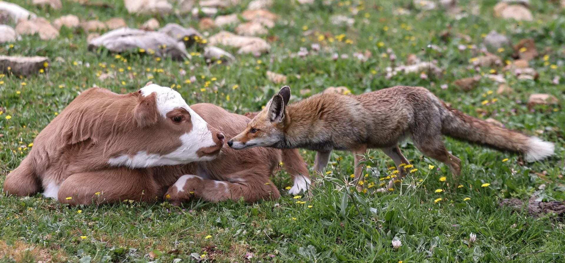 Un zorro y una cría se acercan en un bosque de la Alta Galilea, Moshav Mattat, Israel. Fotografía: Menahem Kahana/AFP/Getty Images Un zorro y una cría se acercan en un bosque de la Alta Galilea, Moshav Mattat, Israel. Fotografía: Menahem Kahana/AFP/Getty Images