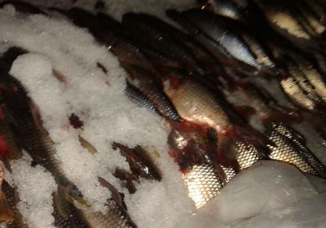 Interceptaron un barco que llevaba seis toneladas de pescado en infracción