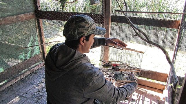 El operativo busca proteger a una especie amenazada por la caza ilegal y su posterior venta como mascota.