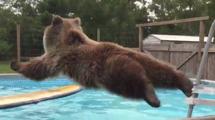 Un oso acalorado se tira a la pileta para un video que bate récord en Youtube
