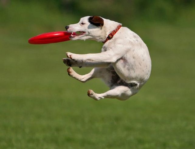 La competición busca al mejor perro y al mejor propietario