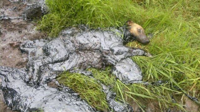 Un aminal yace cubierto por sustancias contaminentes en un terreno lindero a la empresa.