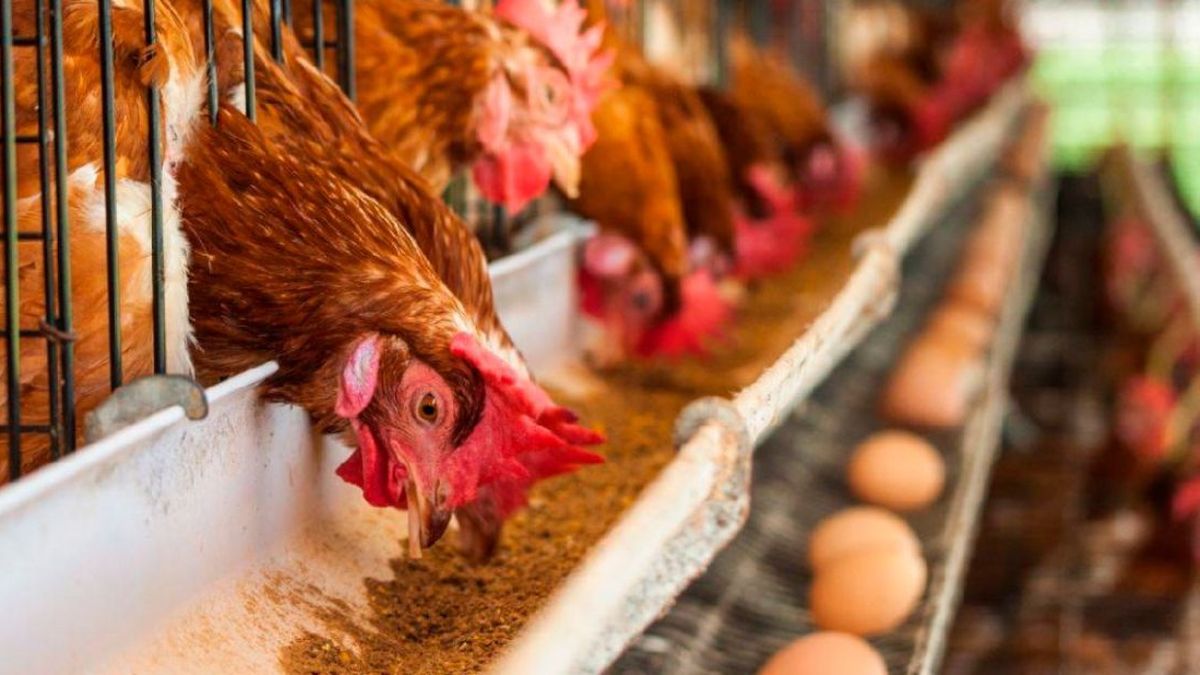 Las exportaciones de ovoproductos alcanzaron su mayor valor en una década