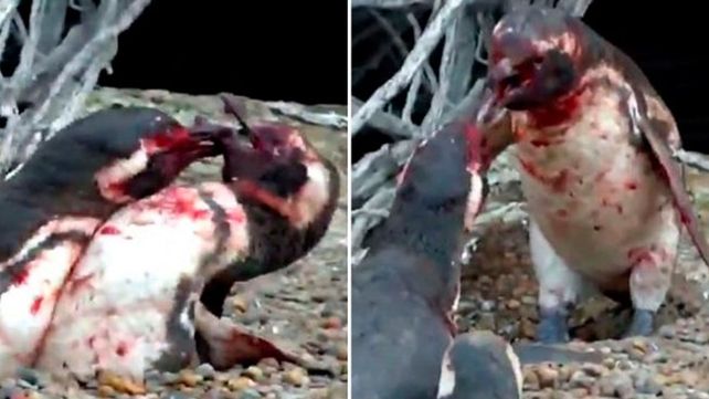 Pingüino volvió a su hogar y encontró a su pareja con otro: mirá la violenta reacción