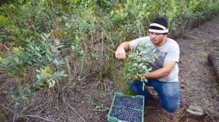 Conflicto en el arándano: UATRE rompió el diálogo directo con las empresas y se declaró en alerta permanente