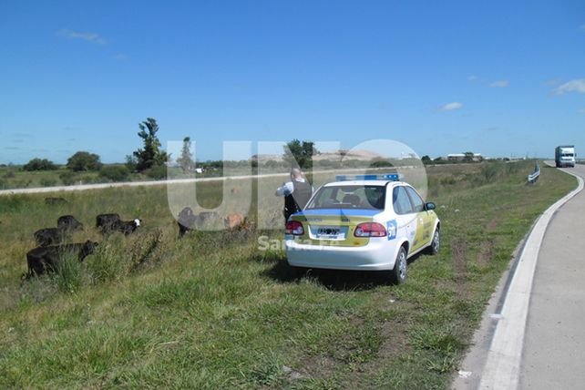 La Policía de Seguridad Vial secuestró 13 vacunos sueltos en Circunvalación Oeste