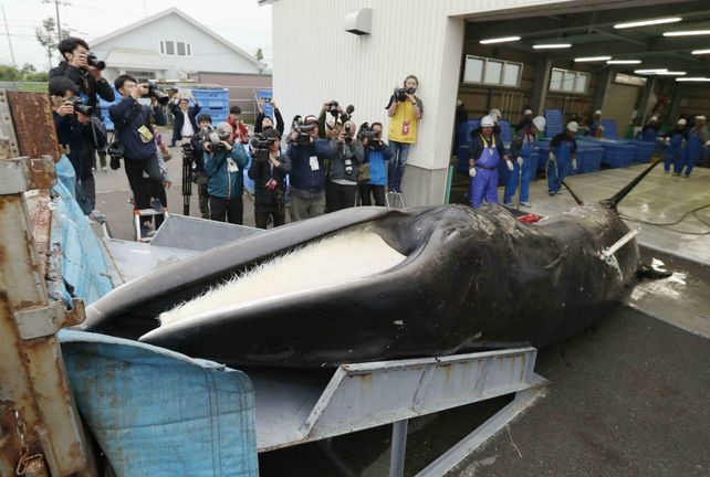 Matanza. Una ballena recién cazada es descargada en el puerto de Kushiro.
