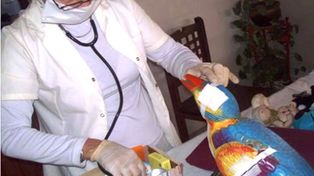 El Cucú de Carlos Paz está internado y se esfuerzan por salvarlo