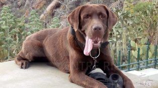 Murió Nerón, un perro bombero que buscó a Loan en Corrientes: qué le pasó
