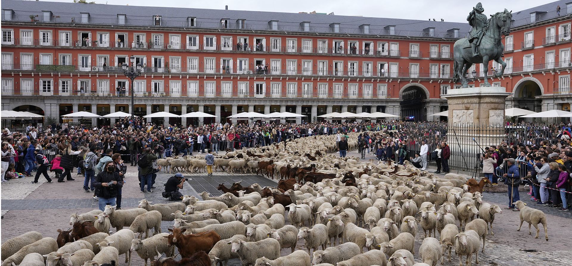 Un rebaño de ovejas cruza la Plaza Mayor en el centro de Madrid, España, el domingo 23 de octubre de 2022. Las ovejas fueron guiadas por pastores por las calles de Madrid en defensa de los antiguos derechos de pastoreo y migración que parecen cada vez más amenazados por la expansión urbana y la agricultura moderna.