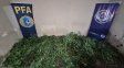 Lo detuvieron con 30 kilogramos de marihuana por la denuncia de un vecino