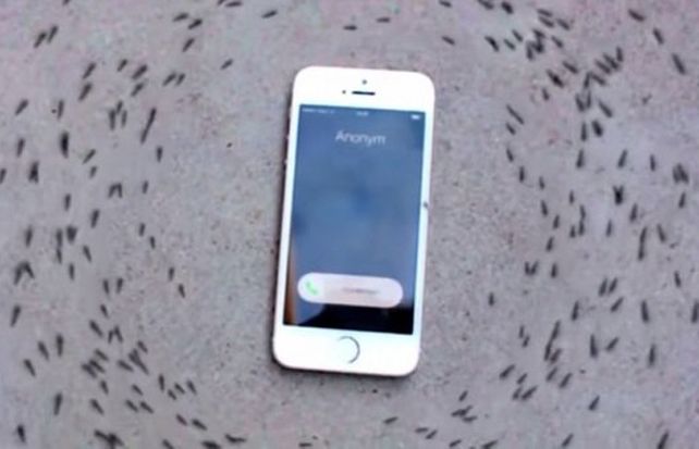 Las hormigas parecen ordenarse cuando el celular comienza a sonar.