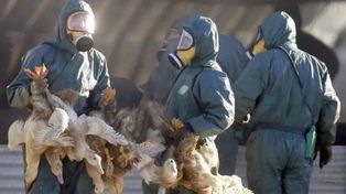Sacrificaron casi 200 mil gallinas y pollos por un nuevo foco de gripe aviar