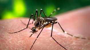 El dengue es transmitido por el mosquito Aedes aegypti que ya circula en Rosario&nbsp;