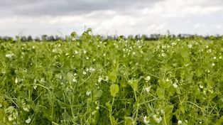 Incorporar los cultivos de cobertura presenta desafíos económicos, a pesar de los beneficios ambientales.