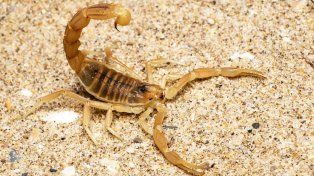 Alacranes de los desagües al Malbrán: el rol fundamental de Entre Ríos en la cadena de antídotos