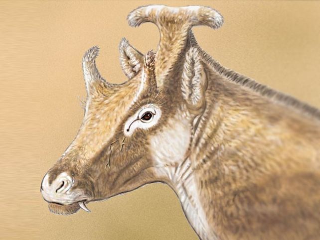 El rumiante de tres cuernos emparentado con las jirafas