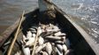 Dicen que la prohibición de exportar pescado garantiza el futuro de la actividad