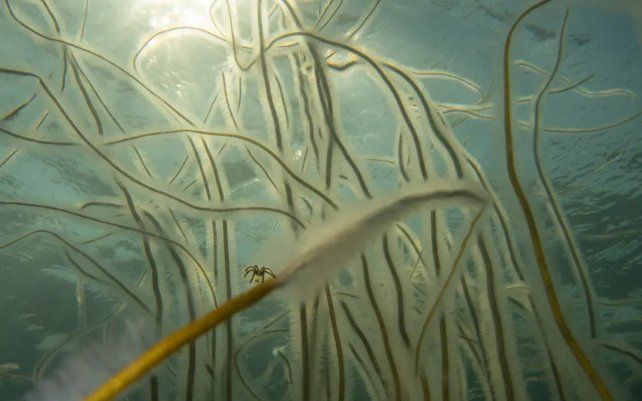 Hold Tight por Sandra Stalker (Reino Unido), pradera submarina tomada en la bahía de Kimmeridge, Dorset, Inglaterra.
