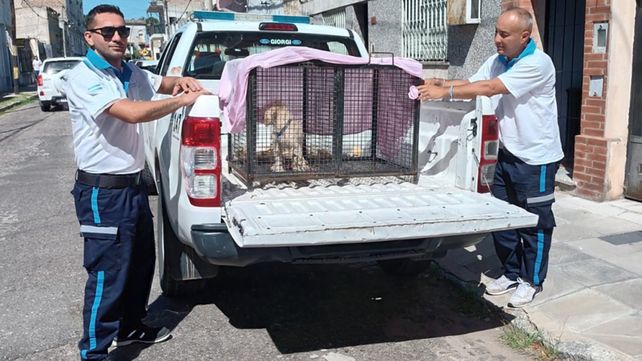 Perros, gatos, aves, patos y hasta cabritos: en 2024 se rescataron 175 animales en Rosario