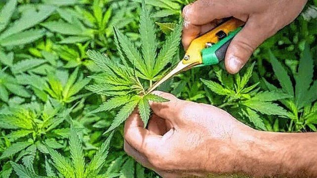 El cultivo responsable de cannabis crece en Entre Ríos
